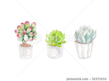 Three succulent plant pots watercolor Three succulent plant pots watercolor 50355010