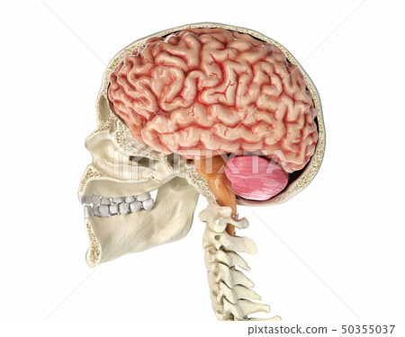 Human skull cross section with brain. Human skull cross section with brain. 50355037