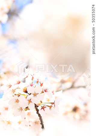 Sakura Somei Yoshino春天形象 Sakura Somei Yoshino春天形象 50355074