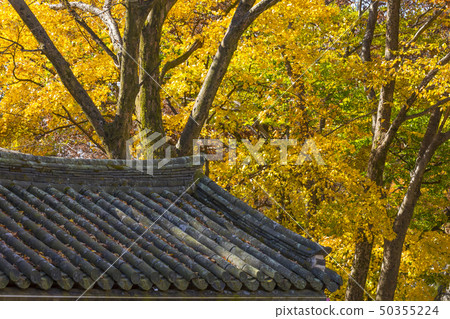 Maple 50355224