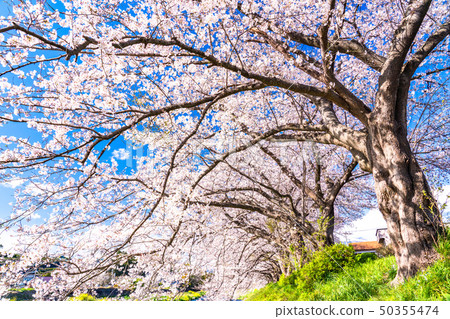Spring image, row of cherry blossom trees along the river Spring image, row of cherry blossom trees along the river 50355474