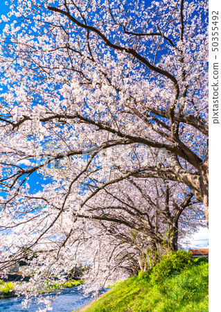 Spring image, row of cherry blossom trees along the river Spring image, row of cherry blossom trees along the river 50355492