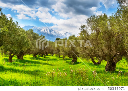 Olive trees and snow peaks background 50355971