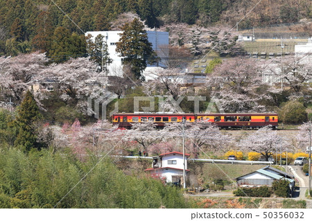 渡良瀨溪谷鐵道“俯瞰櫻花盛開的綠市大間” 50356032