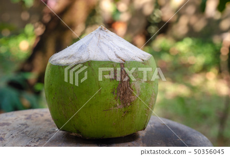 Coconut fruit on wooden chair in garden Coconut fruit on wooden chair in garden 50356045