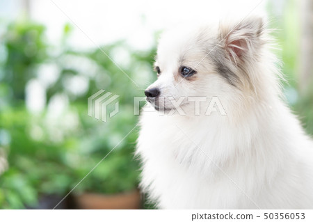 Closeup face of puppy pomeranian looking Closeup face of puppy pomeranian looking 50356053