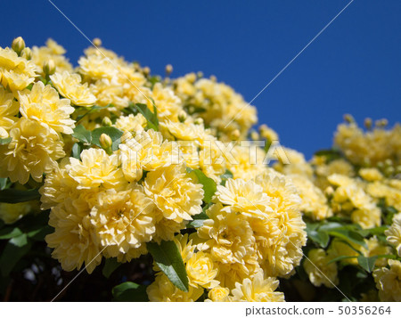 Yellow flower against the blue sky 50356264