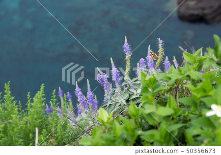 Touteiran blooming on the cliff border of Chifu, Oki Island 50356673