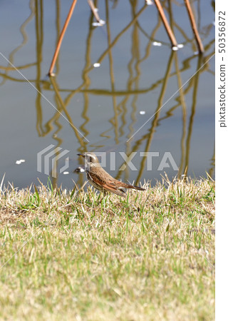 Thrush Thrush 50356872