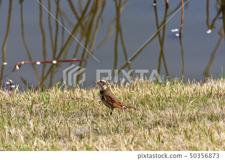 Thrush Thrush 50356873