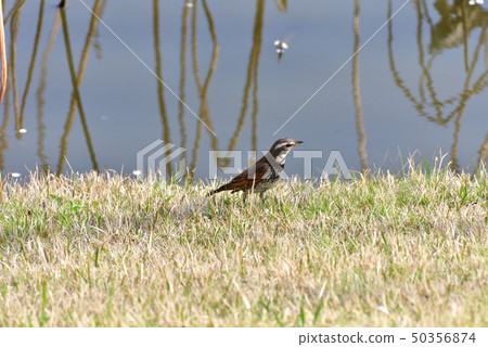 Thrush Thrush 50356874