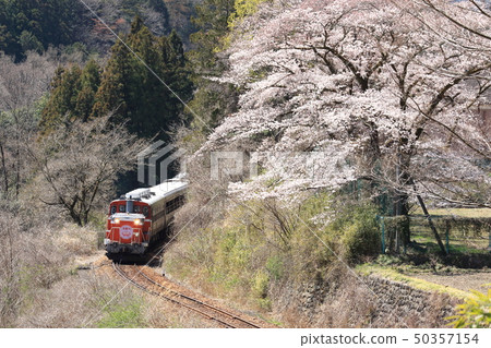 Watarase Valley Shinto Road“穿越大櫻桃樹和山脈的火車” Watarase Valley Shinto Road“穿越大櫻桃樹和山脈的火車” 50357154
