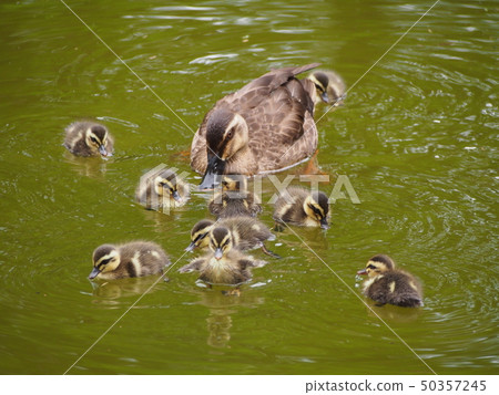 Parent and child of kalgamo 50357245