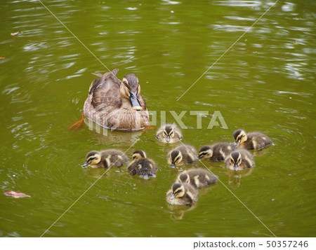 Parent and child of kalgamo Parent and child of kalgamo 50357246