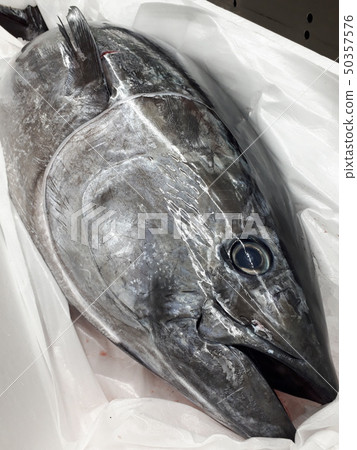 Tuna 50357576