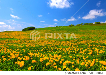 Hokkaido Biei Blue Sky Flower Landscape Hokkaido Biei Blue Sky Flower Landscape 50358061