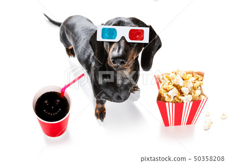 dog to the movies dog to the movies 50358208