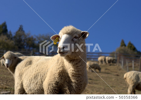 Blue sky sheep 4 Blue sky sheep 4 50358366