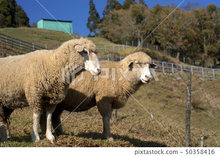 Blue sky sheep 6 Blue sky sheep 6 50358416