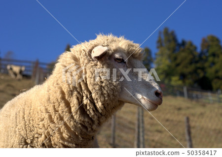 Blue sky sheep 7 Blue sky sheep 7 50358417