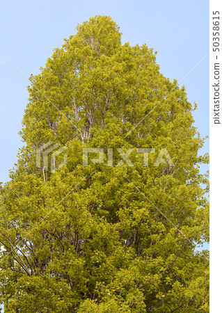 Lombardy poplar Lombardy poplar 50358615