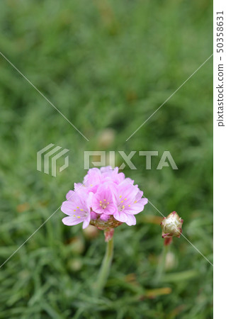 Sea Thrift Rosea Compacta Sea Thrift Rosea Compacta 50358631