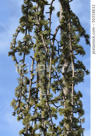 Weeping Blue atlas cedar Weeping Blue atlas cedar 50358632