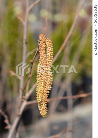 Common hazel Common hazel 50358639