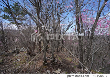 群馬縣桐生市Kurohone町Gunma Hyakumeizan Akaashio盛開在山頂。 50358897