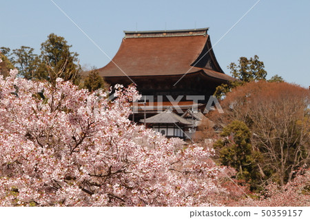 吉野櫻花和寺廟 50359157