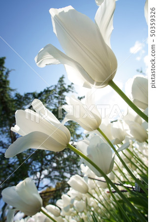Tulip Tulip 50359326