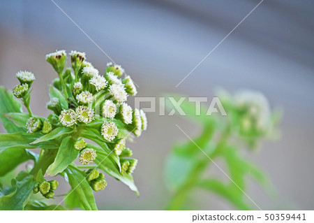 Fukinotou flower Fukinotou flower 50359441