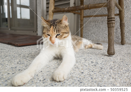 cat sit on the corridor cat sit on the corridor 50359525