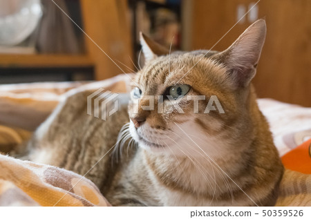 tabby fat cat tabby fat cat 50359526