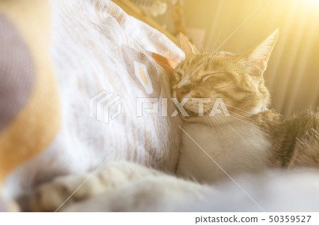 tabby fat cat tabby fat cat 50359527