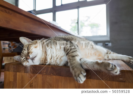 cat sleep on a chair cat sleep on a chair 50359528