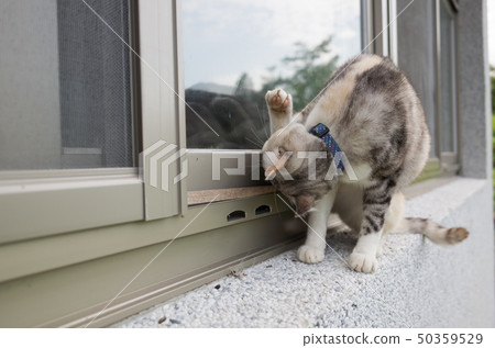 cat wash head 50359529