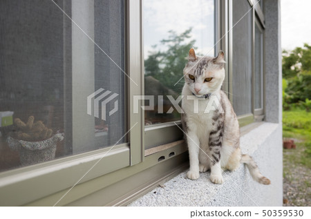 cats walk on the window cats walk on the window 50359530