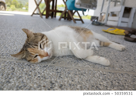 cat sleep on the ground cat sleep on the ground 50359531