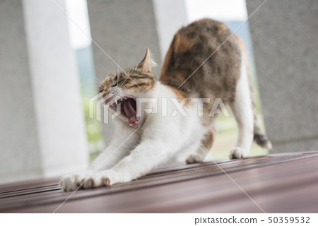 yawning young cat yawning young cat 50359532