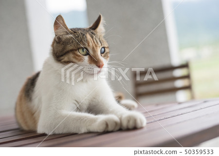 single young cat single young cat 50359533