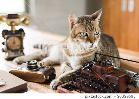 cat stay on table 50359595