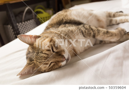 funny tabby cat 50359604