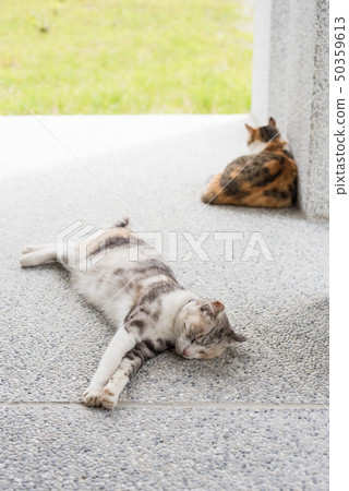 cat sleeping with her daughter cat sleeping with her daughter 50359613