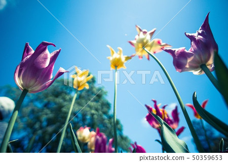 鬱金香 50359653
