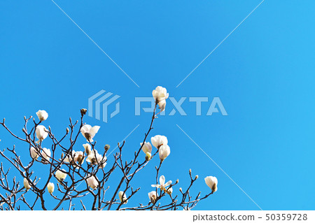 玉蘭玉蘭花 玉蘭玉蘭花 50359728