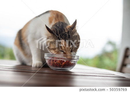 cat eat pet food cat eat pet food 50359769