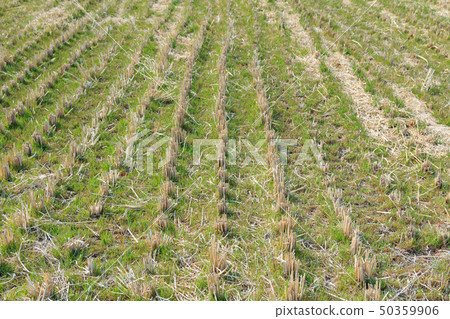 The early buds of rice paddies coming to the bottom of the rice paddy The early buds of rice paddies coming to the bottom of the rice paddy 50359906