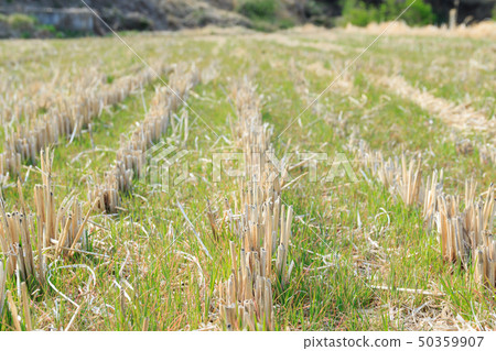 The early buds of rice paddies coming to the bottom of the rice paddy The early buds of rice paddies coming to the bottom of the rice paddy 50359907