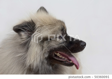 Deutscher wolfspitz standing with lolling tongue. Deutscher wolfspitz standing with lolling tongue. 50360091